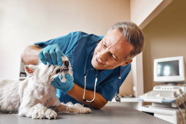 Best Emergency Dentist for Knocked-Out Tooth in Orting, WA